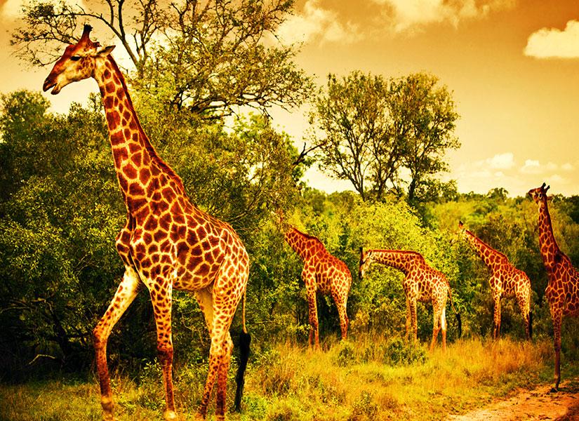 afrika safari gezisi