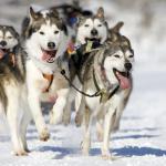 LAPLAND TURU - HİPPO TURİZM 