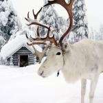 LAPLAND TURU - HİPPO TURİZM 