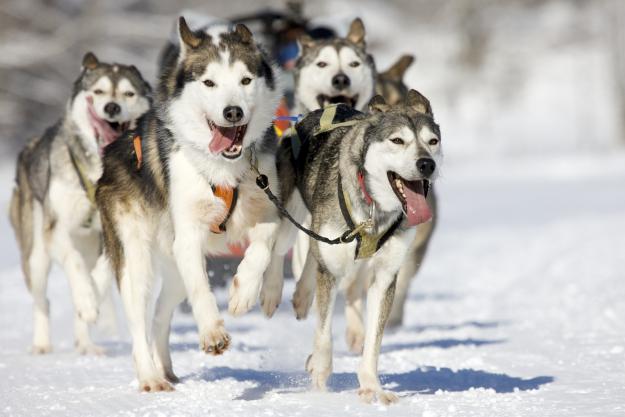 LAPLAND TURU - HİPPO TURİZM 