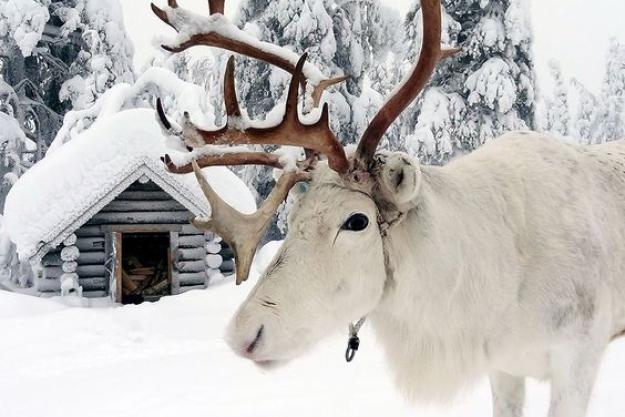 LAPLAND TURU - HİPPO TURİZM 